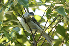 Philemon citreogularis