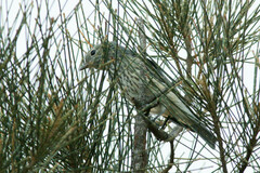 Pachycephala rufiventris