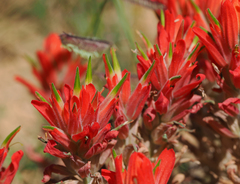 Castilleja integra