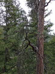 Pinus ponderosa