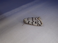 Thallarcha catasticta