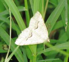 Frederickia s-signata