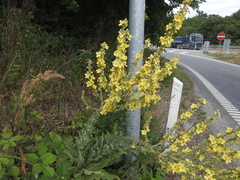 Verbascum speciosum