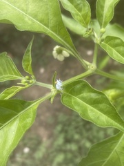 Cryptolaemus