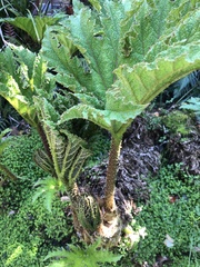 Gunnera
