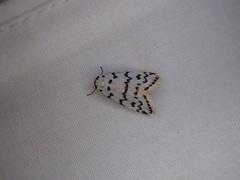 Thallarcha catasticta