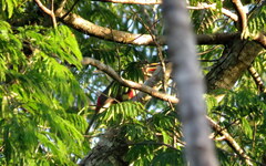 Pteroglossus castanotis