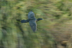 Phalacrocorax sulcirostris