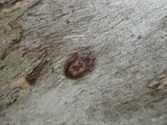 Macleayania amphotiformis