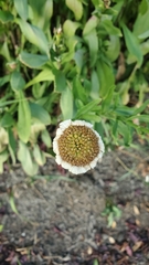 Leucanthemum maximum