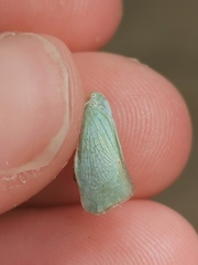 Flatormenis proxima