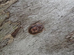 Macleayania amphotiformis