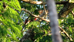 Pteroglossus castanotis