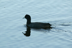 Fulica atra australis