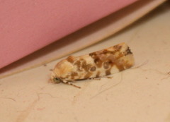 Acontia transfigurata