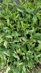 Leucanthemum maximum