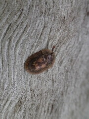 Macleayania amphotiformis