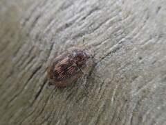 Macleayania amphotiformis