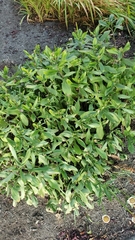 Leucanthemum maximum