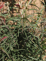 Castilleja integra