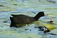 Fulica atra australis