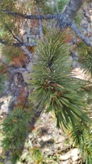 Pinus aristata