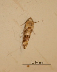 Acontia transfigurata