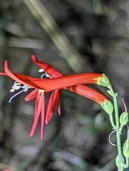 Penstemon labrosus