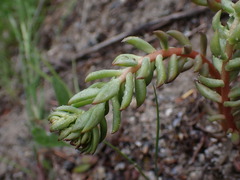 Sedum lanceolatum