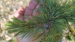 Pinus aristata