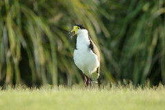 Vanellus miles novaehollandiae
