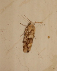 Acontia transfigurata