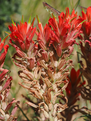 Castilleja integra
