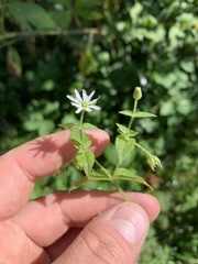 Stellaria
