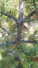 Pinus aristata