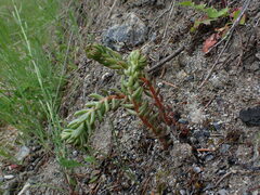 Sedum lanceolatum