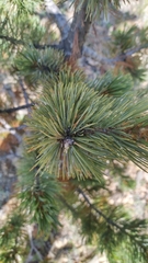 Pinus aristata