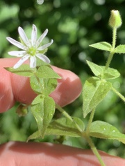 Stellaria