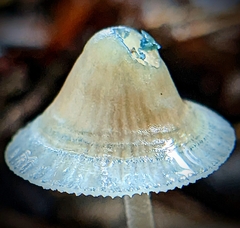 Mycena subcaerulea