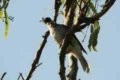 Philemon corniculatus