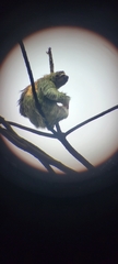 Bradypus variegatus