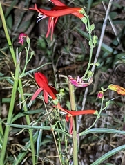 Penstemon labrosus