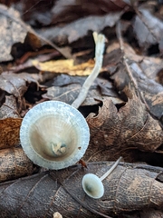 Mycena subcaerulea