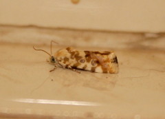 Acontia transfigurata