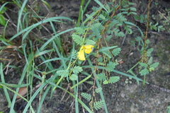 Chamaecrista fasciculata