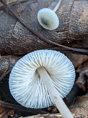 Mycena subcaerulea