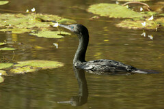 Phalacrocorax sulcirostris