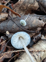 Mycena subcaerulea