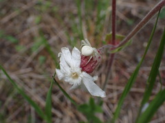 Silene douglasii