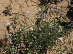 Chaetopappa ericoides